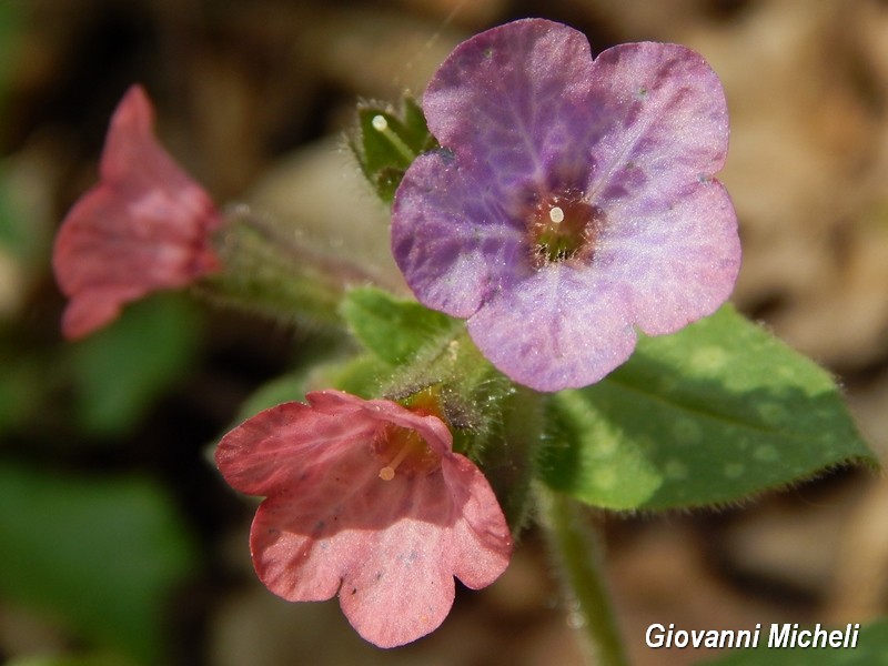 Pulmonaria officinalis